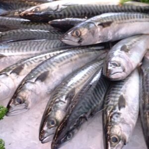 Mackerel (400–600 g)