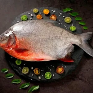 Red Pacu